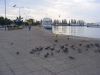 DSCF2707